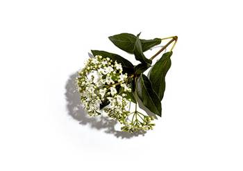 tilleul,provence, bouquet, ingrédient, shampooing